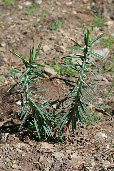 Euphorbia lathyris, Euforbia catapuzia, Cagamengias