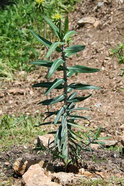 Euphorbia lathyris, Euforbia catapuzia, Cagamengias