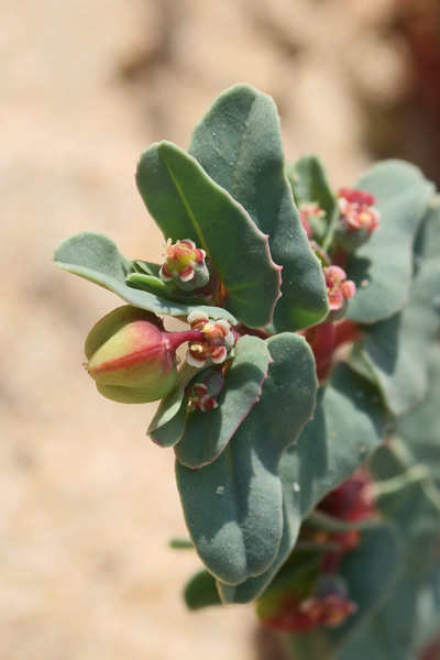 Euphorbia peplis, Euforbia delle spiagge