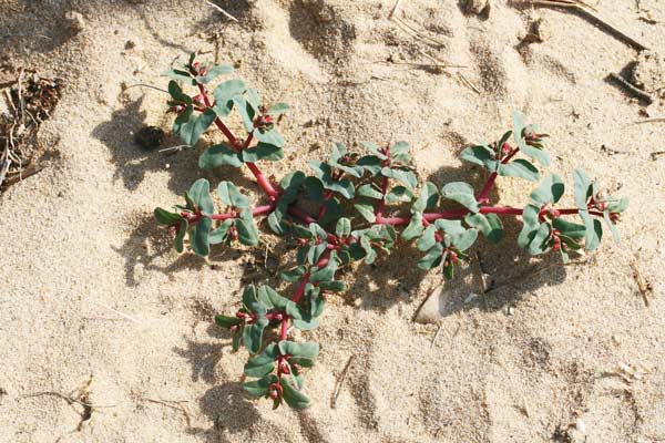 Euphorbia peplis, Euforbia delle spiagge