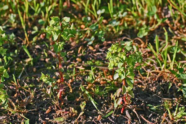 Euphorbia peplus, Euforbia minore, Caccalettu, Lattorighe, Runtza