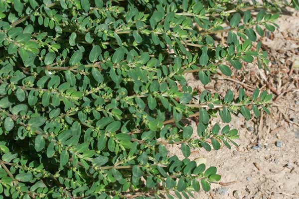 Euphorbia prostrata, Euforbia prostrata
