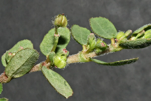 Euphorbia prostrata, Euforbia prostrata