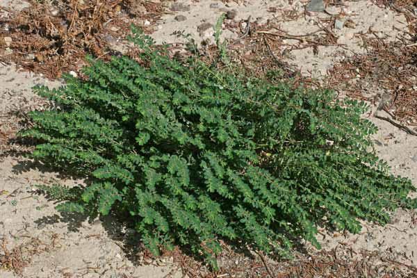 Euphorbia prostrata, Euforbia prostrata