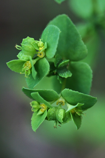 Euphorbia pterococca, Euforbia con frutti alati, Lattorigu, Lua budra, Runtzedda