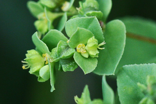 Euphorbia pterococca, Euforbia con frutti alati, Lattorigu, Lua budra, Runtzedda