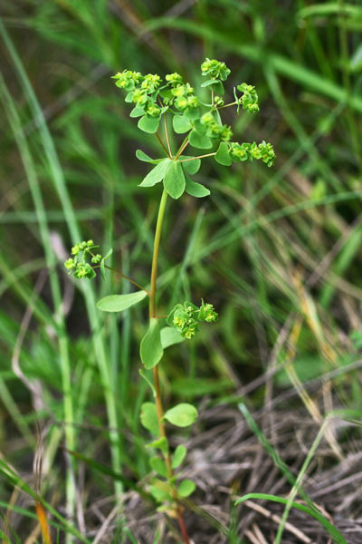 Euphorbia pterococca, Euforbia con frutti alati, Lattorigu, Lua budra, Runtzedda