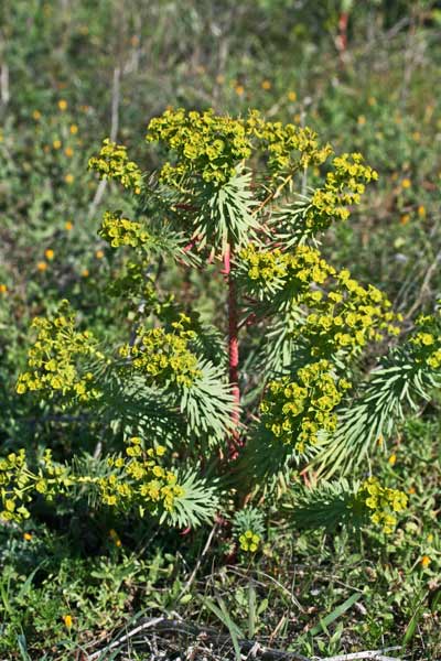 Euphorbia segetalis, Euforbia delle messi, Battiuriga, Cacalettu, Lua, Lua burda, Luba, Runtza, Runtzeddu, Titimbalu