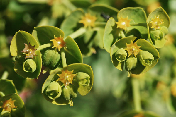 Euphorbia segetalis, Euforbia delle messi, Battiuriga, Cacalettu, Lua, Lua burda, Luba, Runtza, Runtzeddu, Titimbalu