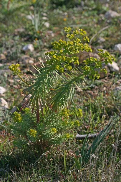 Euphorbia segetalis, Euforbia delle messi, Battiuriga, Cacalettu, Lua, Lua burda, Luba, Runtza, Runtzeddu, Titimbalu