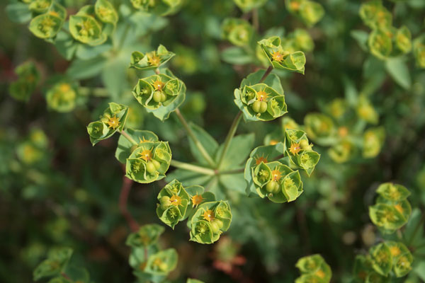 Euphorbia terracina, Euforbia di Terracina, Cacalettu, Lua burda, Runtzedda