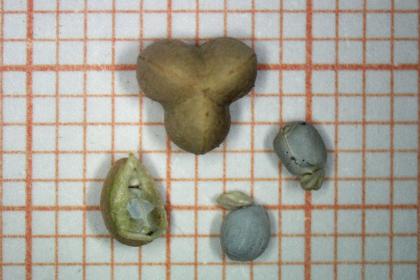 Euphorbia terracina, Euforbia di Terracina, Cacalettu, Lua burda, Runtzedda