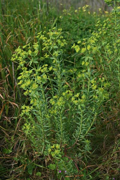 Euphorbia terracina, Euforbia di Terracina, Cacalettu, Lua burda, Runtzedda