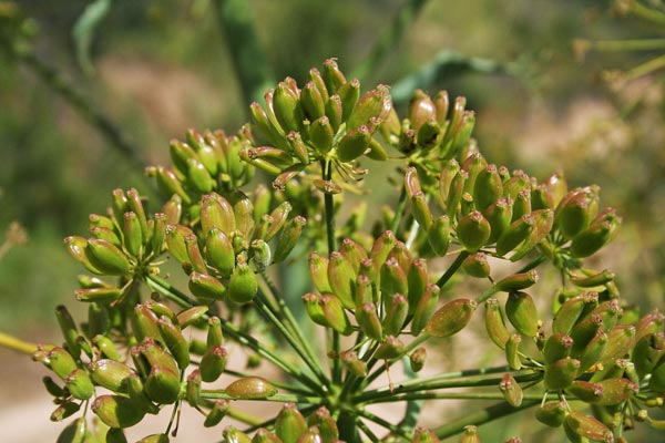 Ferula communis, Ferula comune, Finocchiaccio, Erula, Feurra