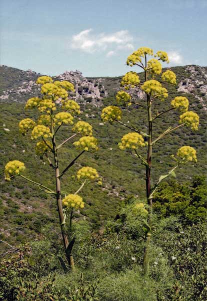 Ferula communis, Ferula comune, Finocchiaccio, Erula, Feurra