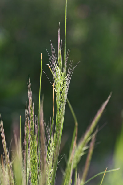 Festuca danthonii, Paleo cigliato