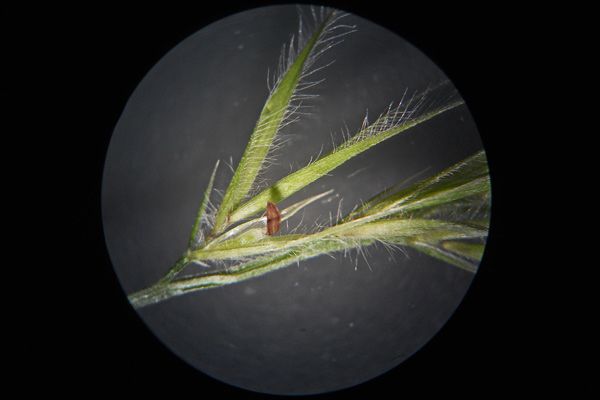 Festuca ambigua, Paleo cigliato