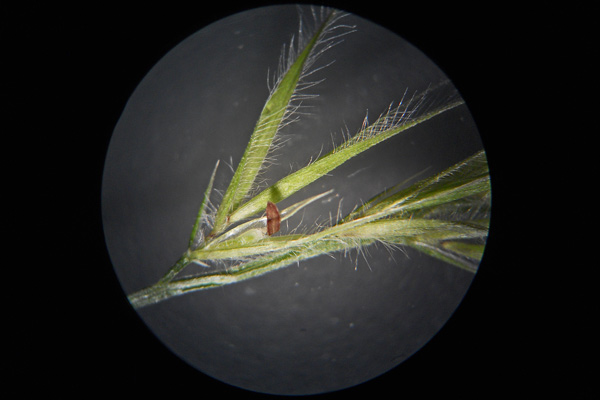 Festuca danthonii, Paleo cigliato