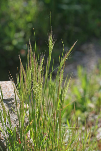 Festuca danthonii, Paleo cigliato