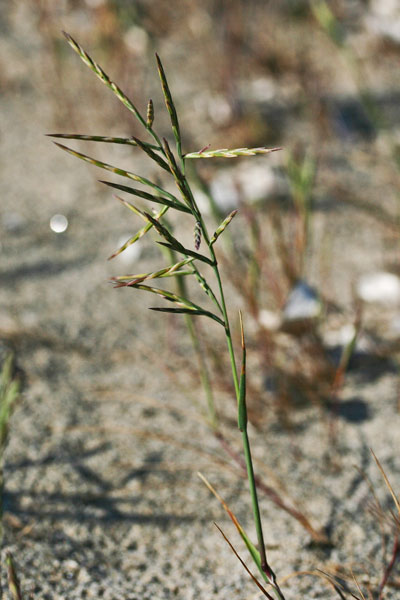 Cutandia divaricata, Logliarello divaricato