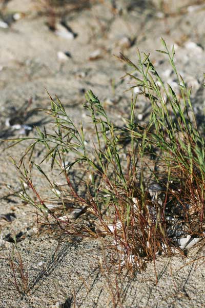 Cutandia divaricata, Logliarello divaricato