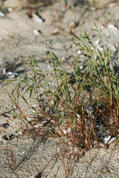 Festuca divaricata, Logliarello divaricato