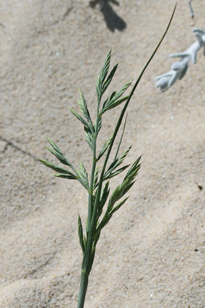 Cutandia maritima, Logliarello delle spiagge