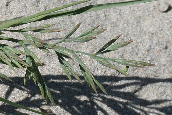 Cutandia maritima, Logliarello delle spiagge
