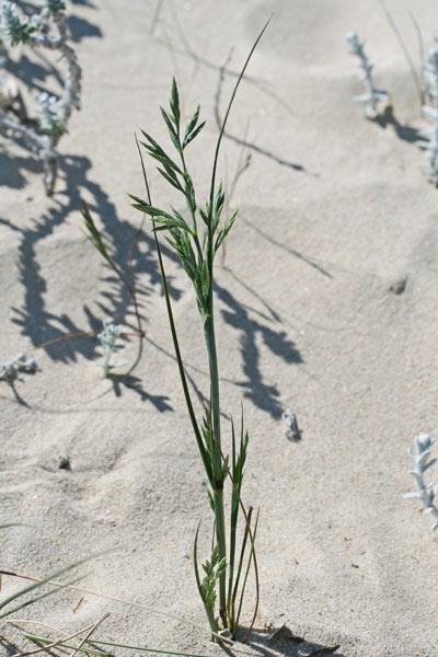 Cutandia maritima, Logliarello delle spiagge