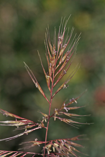 Festuca ligustica, Paleo ligure, Erba leperina, Erba mustatzuda, Erba stulada, Fenu leperinu