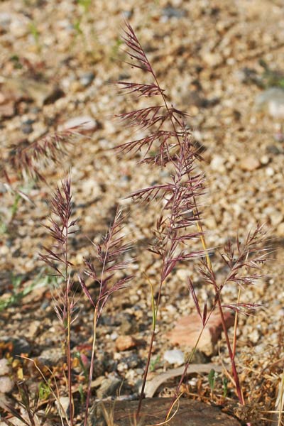 Festuca ligustica, Paleo ligure, Erba leperina, Erba mustatzuda, Erba stulada, Fenu leperinu