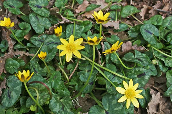 Ficaria verna, Ranuncolo favagello, Erba de arranas, Landiri de terra