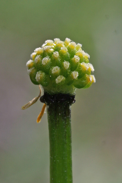 Ficaria verna, Ranuncolo favagello, Erba de arranas, Landiri de terra