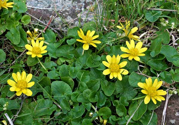 Ficaria verna, Ranuncolo favagello, Erba de arranas, Landiri de terra