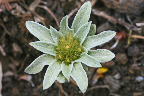 Filago asterisciflora, Evax maggiore
