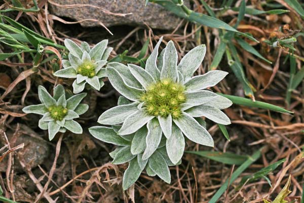 Filago asterisciflora, Evax maggiore