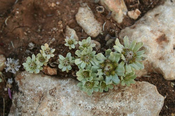 Filago pygmaea, Evax comune, Filaggine nana, Erba bianca, Erbixedda sterria