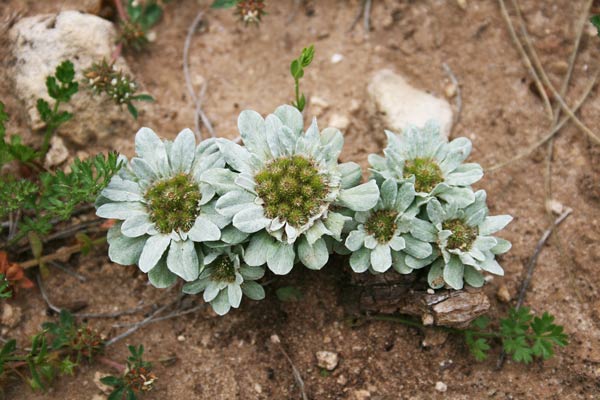 Filago pygmaea, Evax comune, Filaggine nana, Erba bianca, Erbixedda sterria