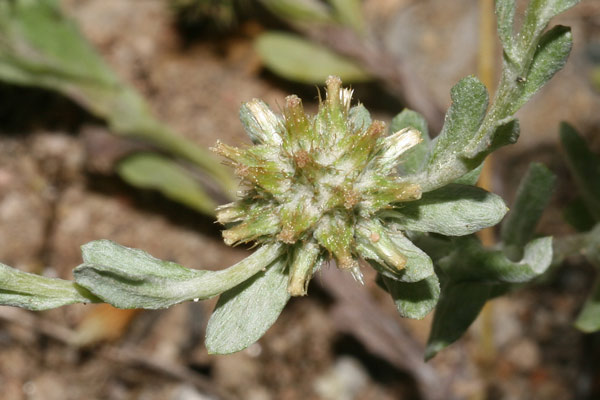 Filago pyramidata, Bambagia spatolata