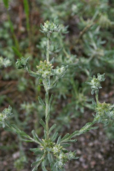 Filago pyramidata, Bambagia spatolata