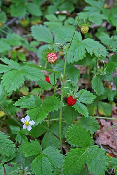 Fragaria vesca, Fragola comune, Fragola di bosco, Fragula aresti, Fraula, Mura de terra