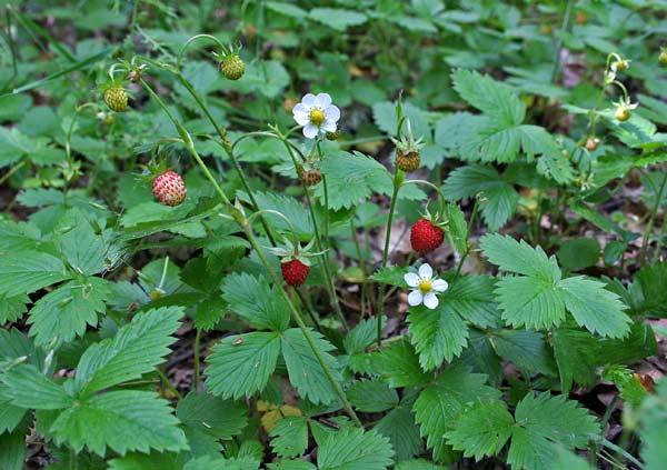 Fragaria vesca, Fragola comune, Fragola di bosco, Fragula aresti, Fraula, Mura de terra