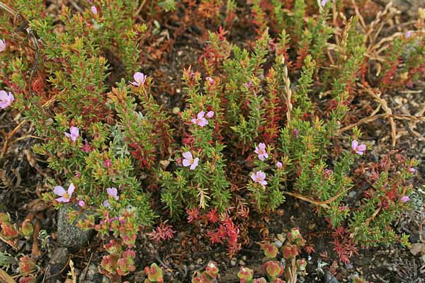 Frankenia laevis, Erba-franca legnosa, Erba sterria