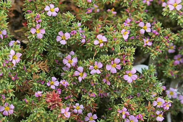 Frankenia laevis, Erba-franca legnosa, Erba sterria