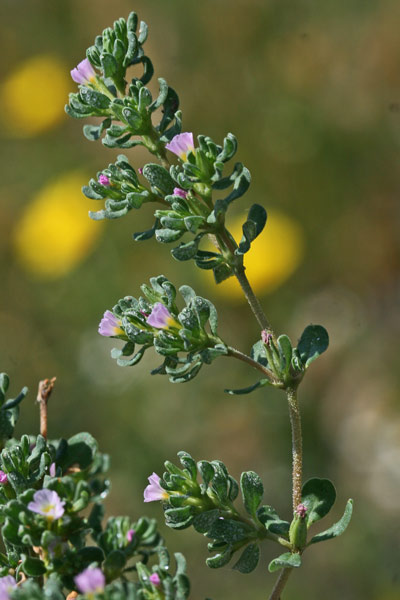 Frankenia pulverulenta, Erba-franca annuale