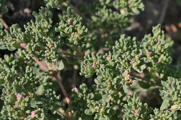 Frankenia pulverulenta, Erba-franca annuale