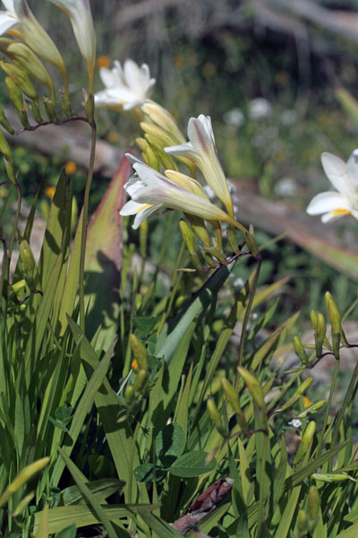 Freesia leichtlinii, Fresia bianca, Fresias, Lillus