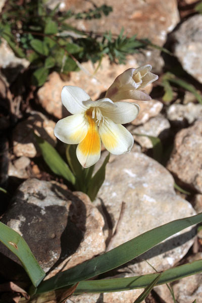 Freesia leichtlinii, Fresia bianca, Fresias, Lillus