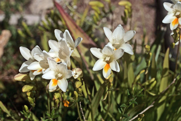 Freesia leichtlinii, Fresia bianca, Fresias, Lillus