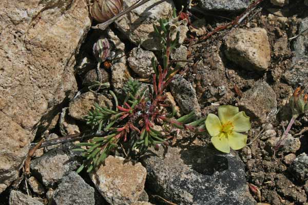 Fumana procumbens, Fumana comune